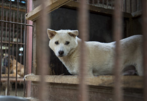 Campaign to Spare Korean Dogs Comes Again to U.S. 