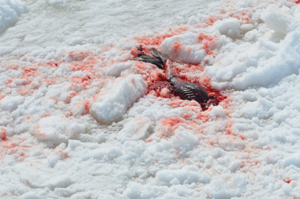 For the tens of thousands of seals that continue to die horribly at the hands of this industry we cannot stop. This year, we are taking our campaign to China, calling for a ban on commercial trade in seal products.