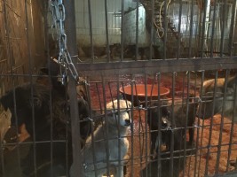HSI Investigation Throws Back Curtain on Yulin Dog Meat Festival