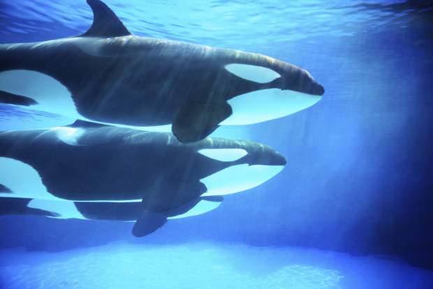 While The HSUS is committed to looking at the options that exist for captive animals, I want to encourage animal advocates to celebrate the major progress that SeaWorld has made.