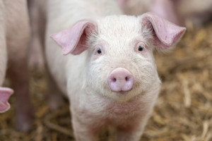 USDA Proposes New Rules for ‘Organic’ Standards – Fortifying Protections for Farm Animals