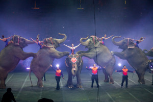 Ringling’s Last Elephant Show on Earth