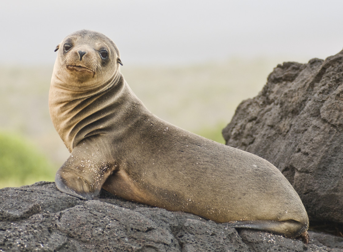 Eating Salmon Is a Crime – But Only If You’re a Sea Lion