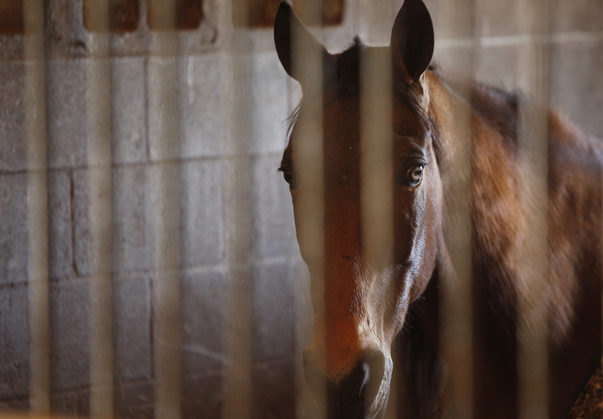 USDA Plans Its Own Big Step — To Strengthen Horse Protection Act and Crack Down on Soring