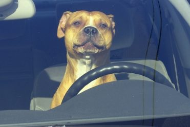 Some states step up to prevent dog deaths in hot cars