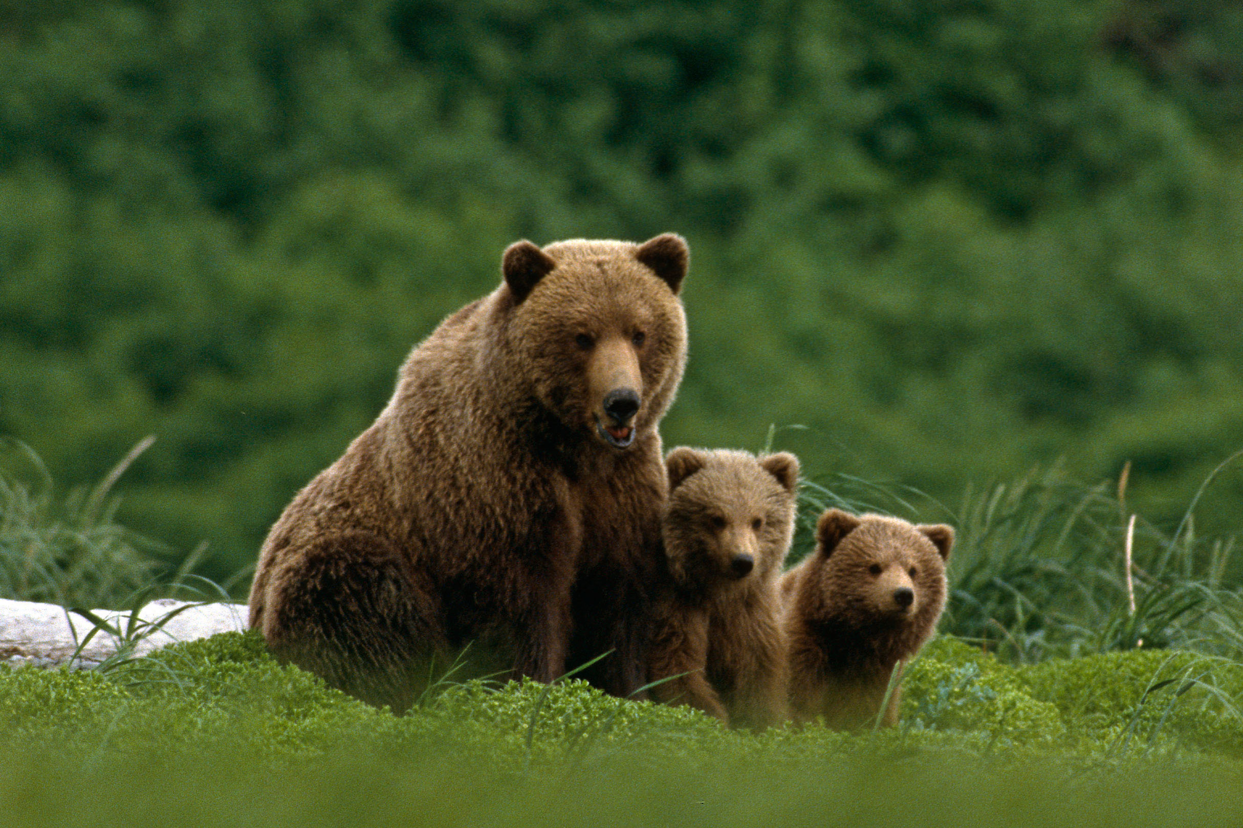 Countryside bears