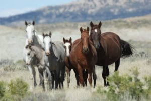 Breaking News: Key Committee Acts to Sustain Horse Slaughter Ban in the U.S.;  Senators Also Decide Not to Subvert Organics Rule