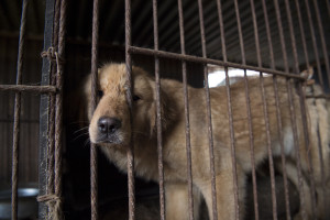 Confronting Dog Meat Horrors and Other Cruelties on the International Stage