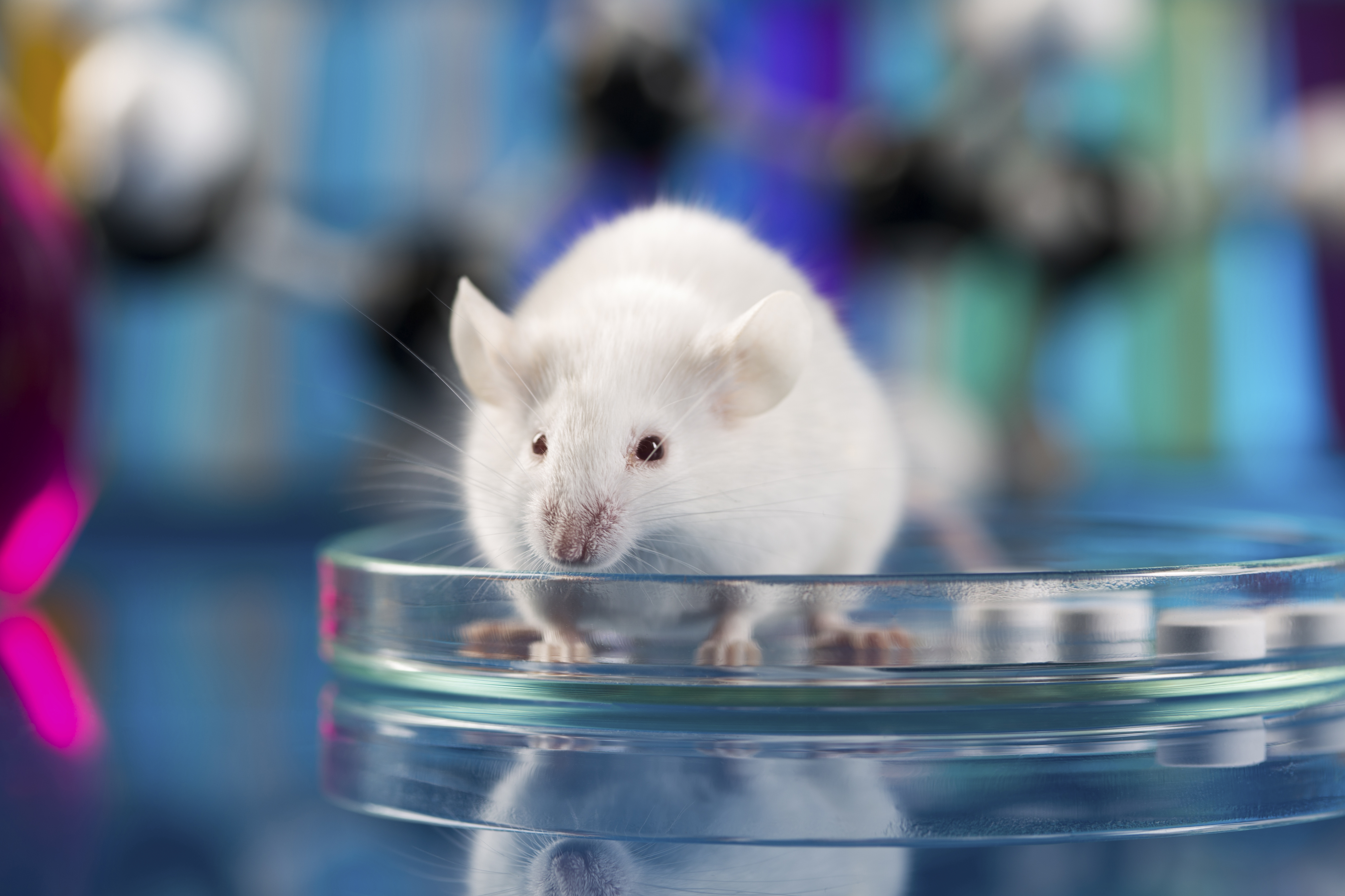 USDA Shuts Down Major Animal Testing Enterprise, While Other Reforms Loom ·  A Humane World