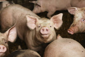 Factory farms spawn immense suffering, and also immensely dangerous superbugs?