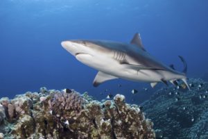 Supremely good news for the campaign against shark finning