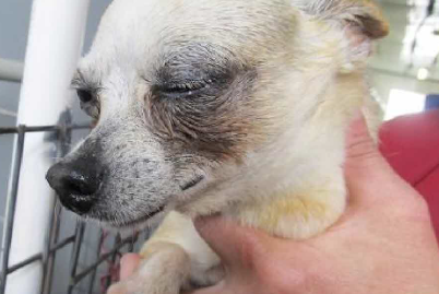 A Chihuahua with an eye injury at Wilma Jinson’s kennel in Stella, Missouri. Jinson Kennel is appearing in our report for the fourth time in a row.