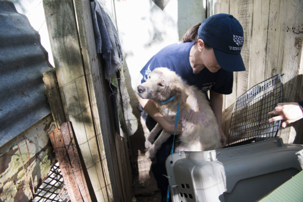 The dogs are being taken to a temporary shelter where they will be thoroughly examined by a team of veterinarians and receive any necessary immediate medical treatment. 