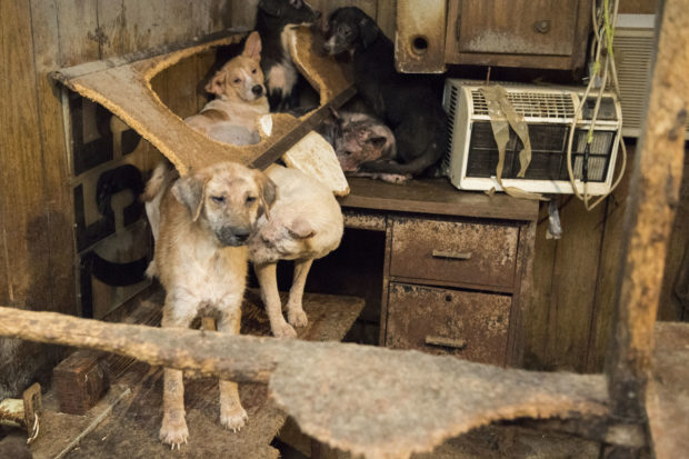 The owner of the property had been “rationing” food out to the dogs, and because they had so little, the dogs had been fighting each other for the insufficient scraps provided.