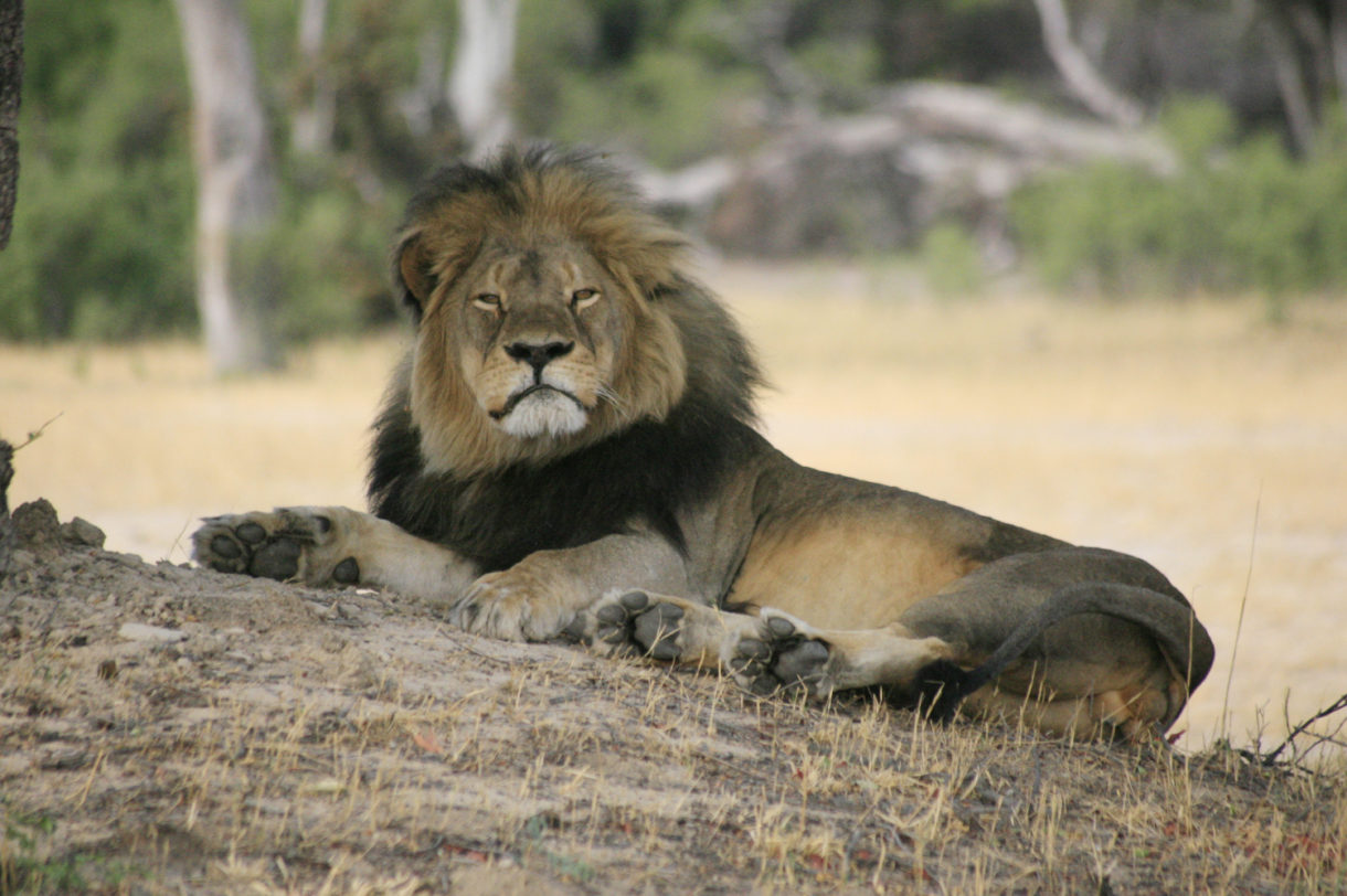 One year after Cecil’s killing, time to take aim at trophy hunting