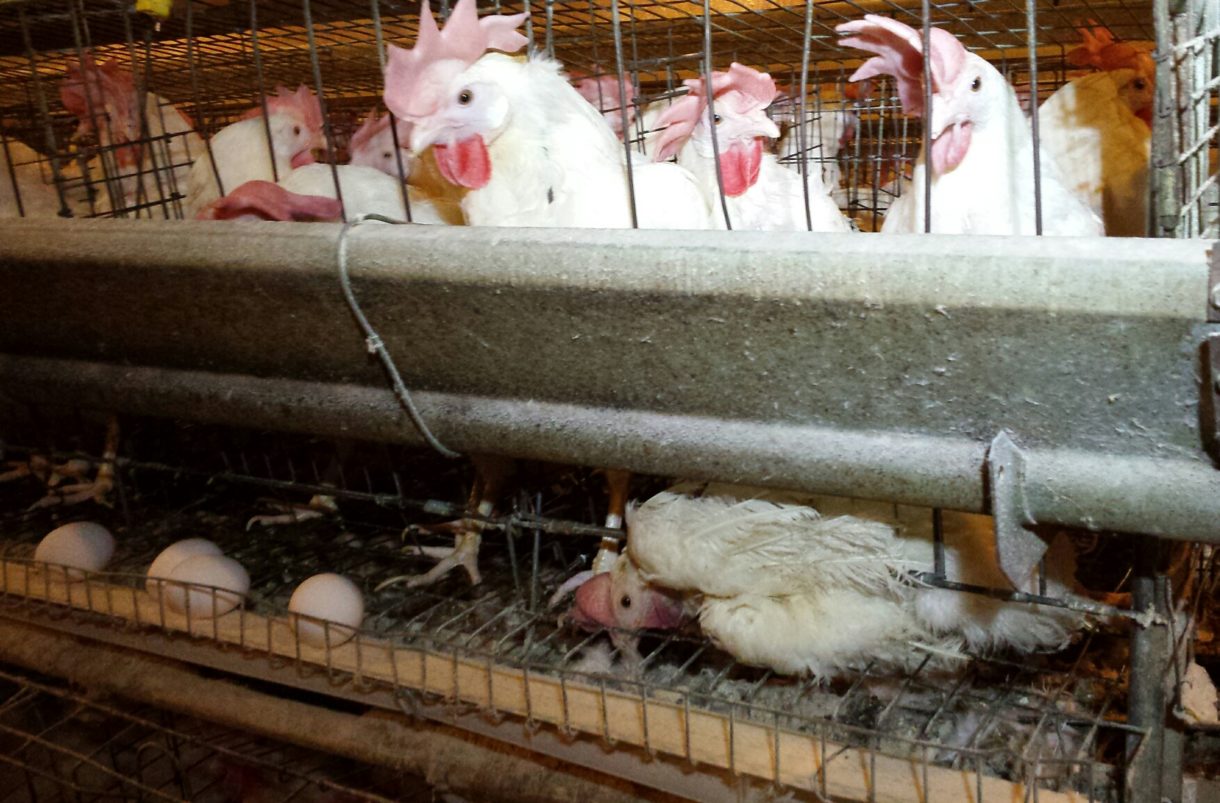 Latest HSUS undercover investigation reveals painful practices in egg industry