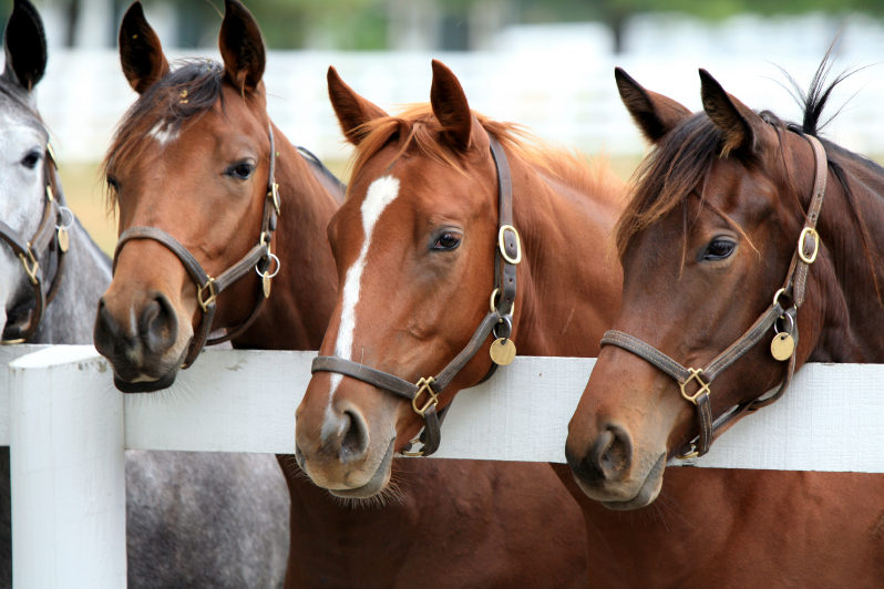 Congress must get on track on horse racing reform