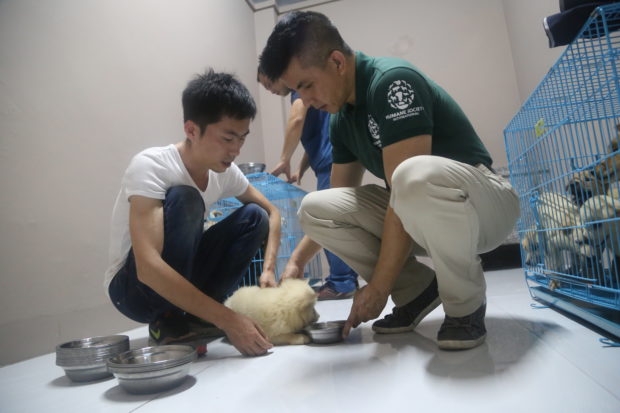 HSI’s Peter Li (above right) helps tend to a puppy rescued from a Yulin slaughterhouse. The dogs are now being evaluated and treated at a veterinary hospital in preparation for adoption.