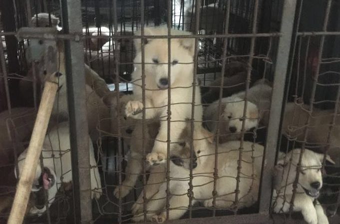 Dogs, cats rescued from Yulin – as fight to end the spectacle gathers momentum