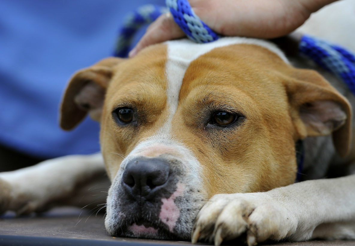 Breaking news: Feds, The HSUS rescue 66 dogs from dogfighting operations in several states
