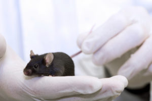 Congress sends landmark bill to reduce animal use in chemical testing to Obama