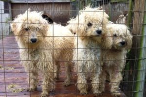Puppy mill dogs rescued in big sky country