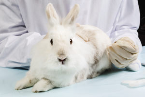 Breaking news: Obama signs measure to dramatically reduce animal testing