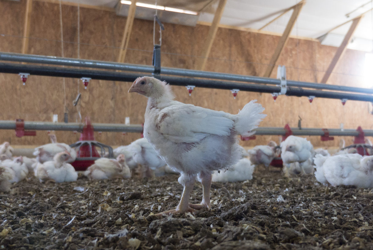 Breaking news: Perdue announces major reforms for chickens; progress spotlights poultry problems, solutions
