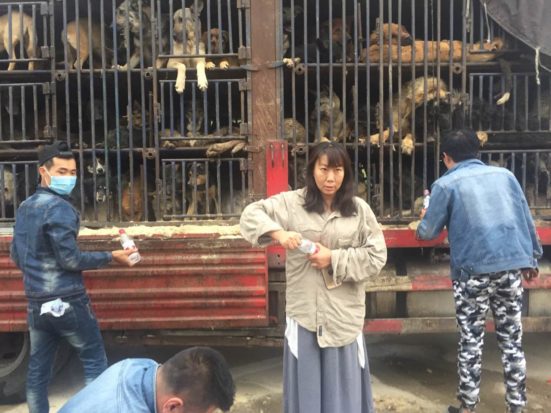 Over the last few weeks, HSI and activists from China Animal Protection Power have helped rescue 500 dogs from trucks headed for slaughter.