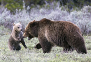 Grizzly bear war starts in earnest