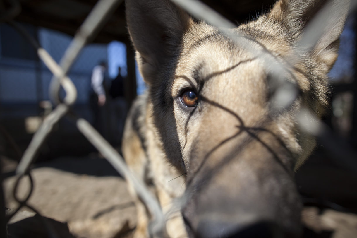 Time for feds to take anti-puppy-mill fight to next level