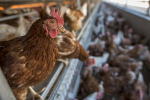Major newspapers report industrial confinement of hens, pigs may be doomed