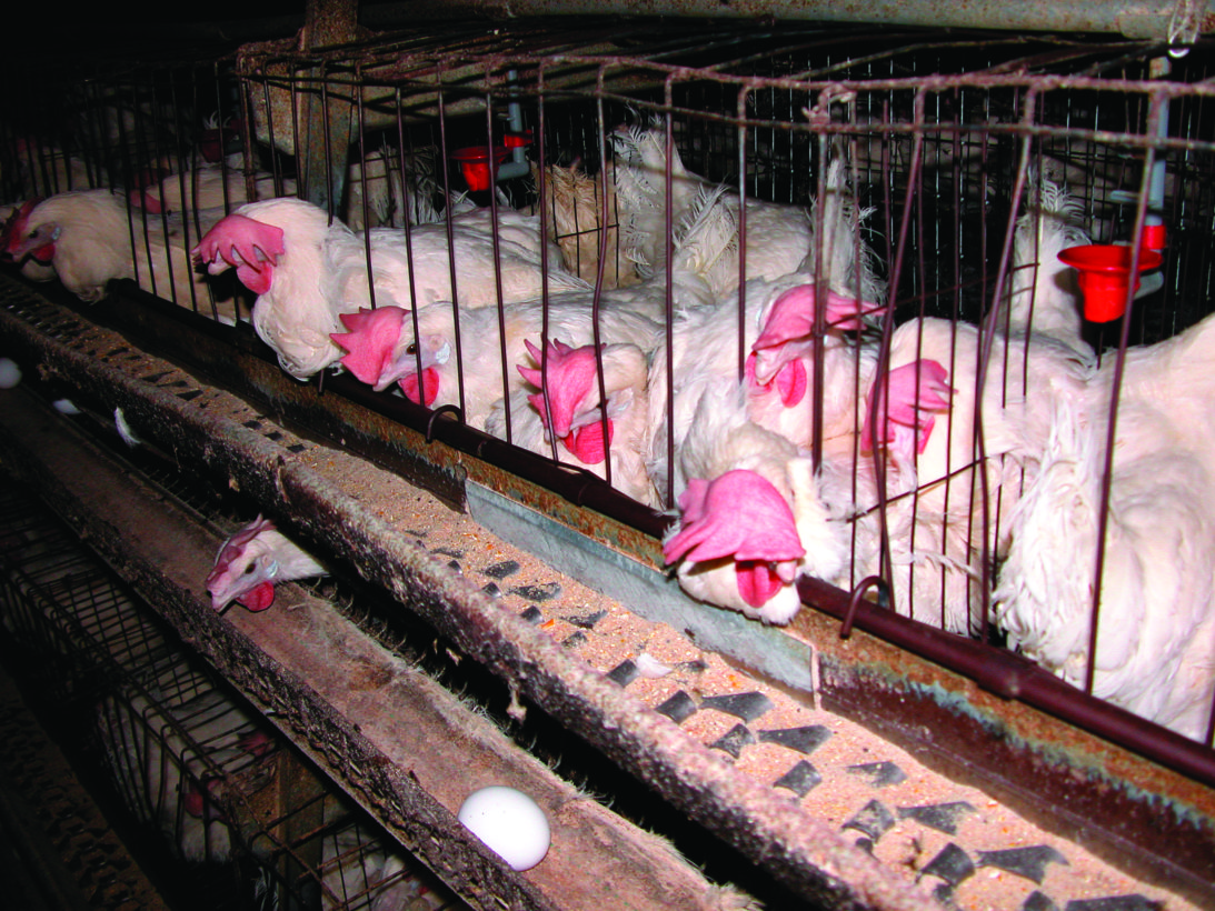 A Publix disgrace – grocery chain is a holdout on cage-free future