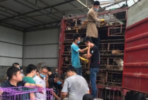 Hundreds of dogs saved from slaughter in China