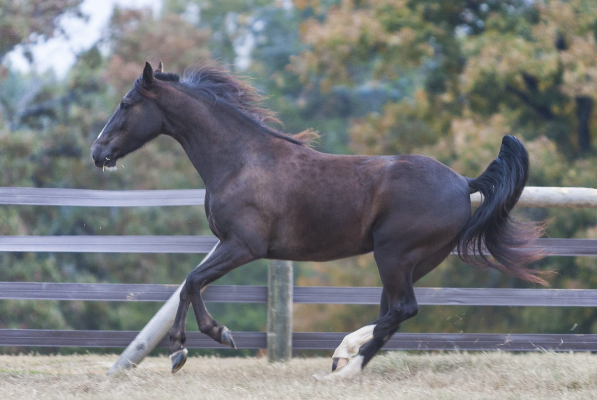 Federal government says ‘enough’ when it comes to horse soring abuses