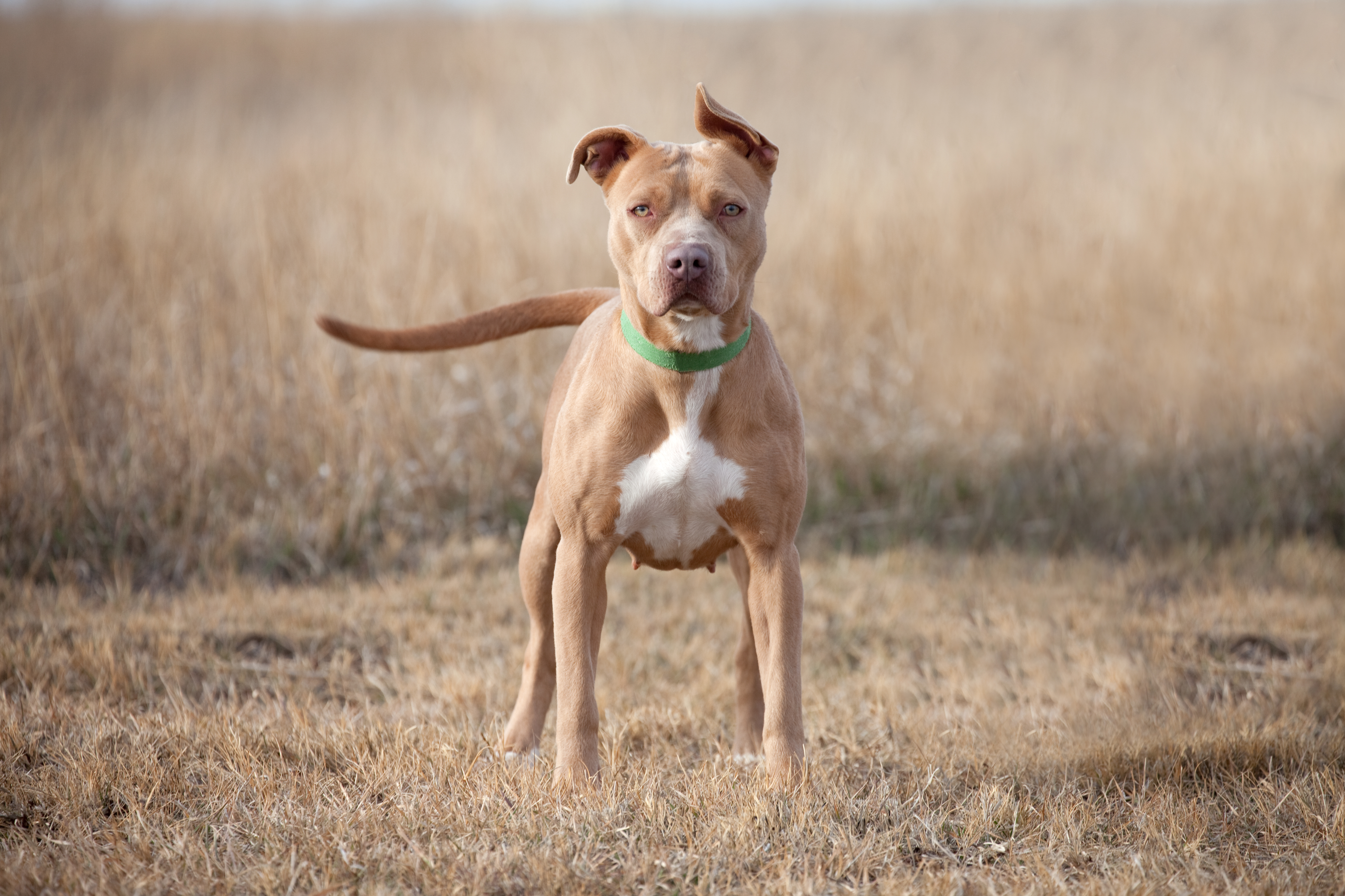 Pit bull terriers. Американский питбультерьер. Американскийпитбультырьер. Американскийпетбуль Триеер. Американский питбультерьер породы собак.