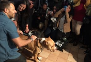 Mounting an attack on dogfighting in Mexico