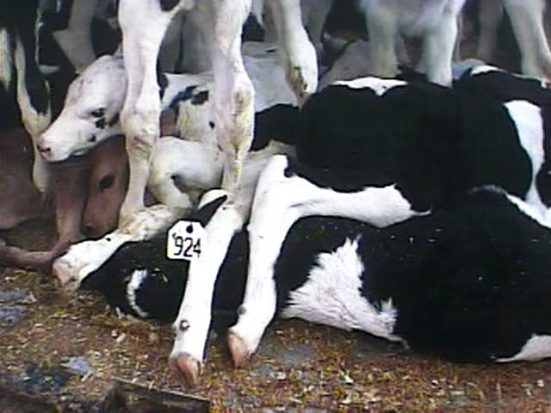 The HSUS filed a legal petition asking the USDA to close the loophole after an undercover investigation at Bushway Packing, Inc., a veal calf slaughter plant in Vermont, found workers kicking, slapping, and shocking infant calves with electric prods. 