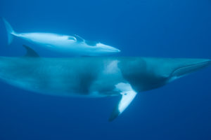 U.S. needs to join Europe in actively condemning Japan’s whaling masquerade