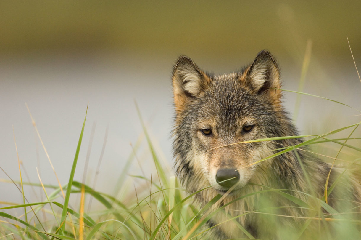 Little Red Riding Hood and other big fat lies about wolves