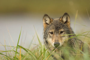 Congressional battle looms over new policy to tamp down ruthless predator control on federal lands in Alaska