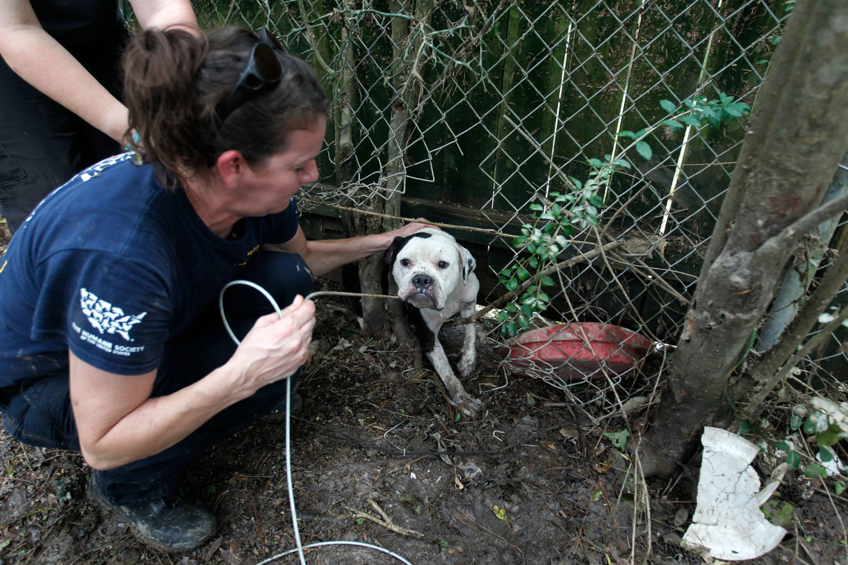Preventing all creatures great and small from perishing in Louisiana’s parishes