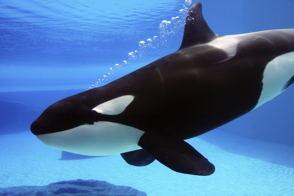 California leads again for animals — by banning bullhooks, orca breeding