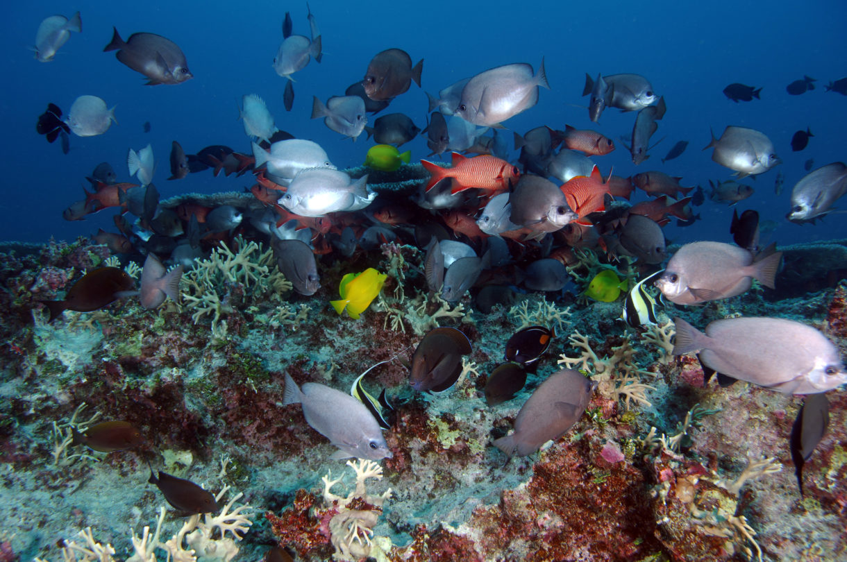 A wild name, and an amazing, vast, new marine sanctuary