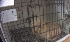 Breaking news: HSUS investigation connects New Jersey pet stores to notorious Midwest puppy mills