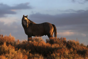 BLM chief says no mass killing for our American wild horses and burros