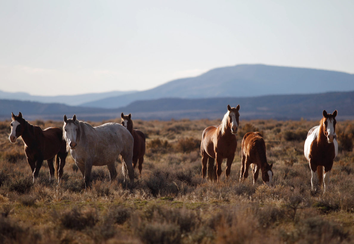 Feds must dismiss unhinged advice on wild horses