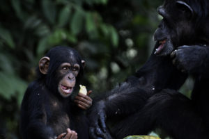 NYBC anything but a champ for Liberian chimps