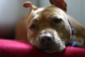 Montreal fumbles the ball with breed-specific dog ban