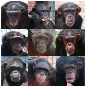 Project Chimps welcomed Buttercup, Charisse, Emma, Genesis, Gertrude, Gracie, Jennifer, Latricia, and Samira (pictured above), to its north Georgia facility. 